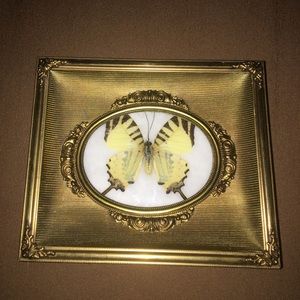 Taxidermy butterfly in brass frame